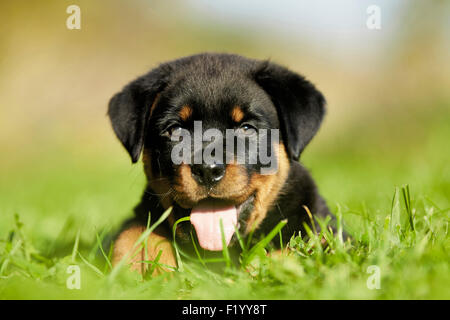 Rottweiler cucciolo giacente prato Germania Foto Stock