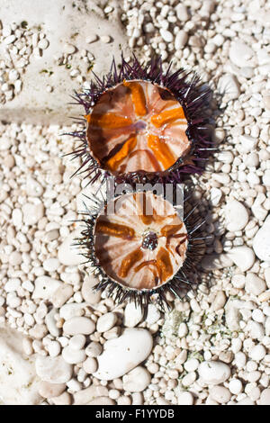 Deliziosi e freschi ricci di mare Foto Stock