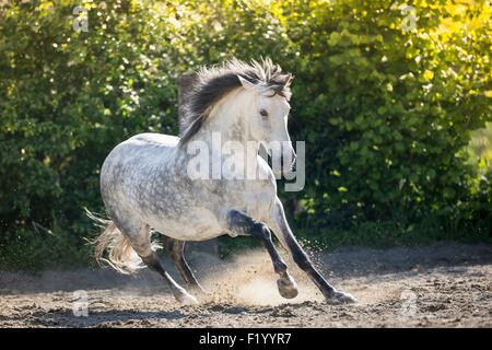 Cavallo andaluso grigio castrazione al galoppo paddock svizzera Foto Stock