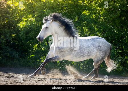 Cavallo andaluso grigio castrazione al galoppo paddock svizzera Foto Stock