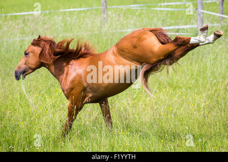 Cross-razza Cavallo Spagnolo Cruzado stallone di castagno calci pascolo Germania Foto Stock