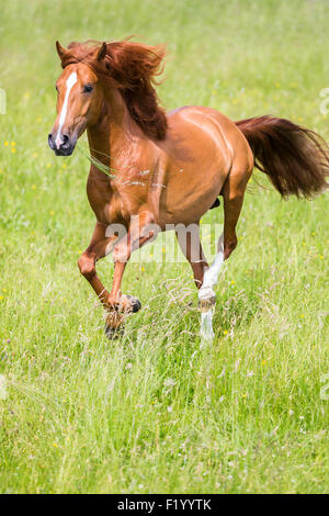 Cross-razza Cavallo Spagnolo Cruzado stallone di castagno pascolo galoppante Germania Foto Stock