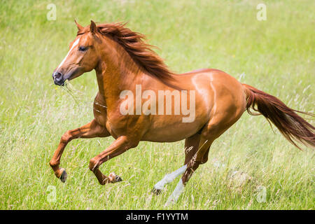 Cross-razza Cavallo Spagnolo Cruzado stallone di castagno pascolo galoppante Germania Foto Stock