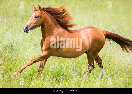 Cross-razza Cavallo Spagnolo Cruzado stallone di castagno pascolo galoppante Germania Foto Stock