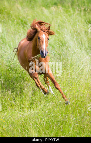 Cross-razza Cavallo Spagnolo Cruzado stallone di castagno pascolo galoppante Germania Foto Stock