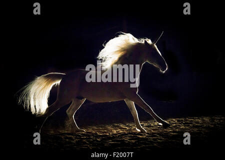 Alter stallone reale vestito come un unicorno retroilluminazione al galoppo visto contro sfondo nero in Germania Foto Stock