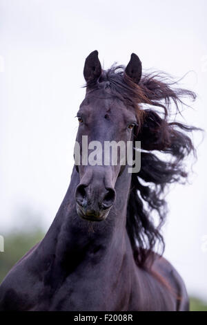 Frisone cavallo. Ritratto di castrazione nero con la criniera fluente. Francia Foto Stock