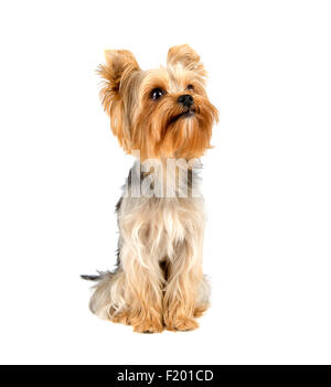 Ritratto di Yorkshire terrier di pura razza su sfondo bianco Foto Stock