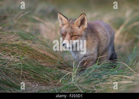 Red Fox / Fox / Rotfuchs ( Vulpes vulpes ) sneaks anche se l'erba alta. Foto Stock