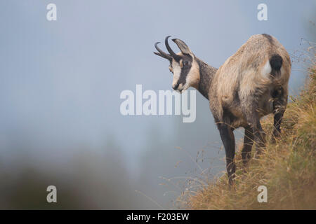 Rupicapra rupicapra / Camoscio / Camosci / Gams si erge su un ripido pendio di fronte a un bel sfondo pulito. Foto Stock