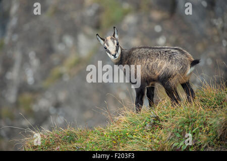 Giovane camoscio alpino / camoscio / Rupicapra rupicapra / Gams /Gämse, urlando, guardando indietro di fronte a un tipico sfondo, la fauna selvatica, l'Europa. Foto Stock