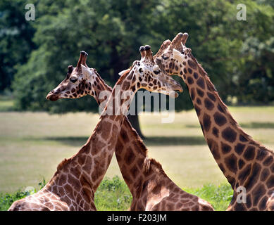 Tre le giraffe al Cotswold Wildlife Park, burford, Oxfordshire, Inghilterra Foto Stock