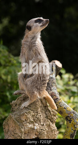 Un Meerkat sul guardare al Cotswold Wildlife Park, burford, Inghilterra Foto Stock