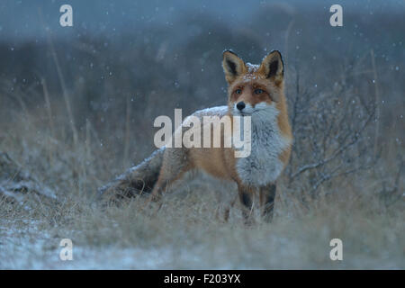 I fiocchi di neve di trickle su una volpe rossa / Rotfuchs / Vulpes vulpes / Fuchs / Fox durante la notte viene a. Foto Stock