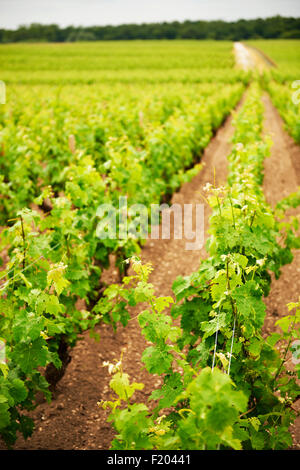 Chateau Lagrange, Aquitaine. Gironde, Saint Julien de Beychevelle, Bourdeaux, Francia Foto Stock