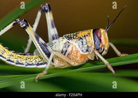 Desert Locust (Schistocerca Gregaria) Foto Stock