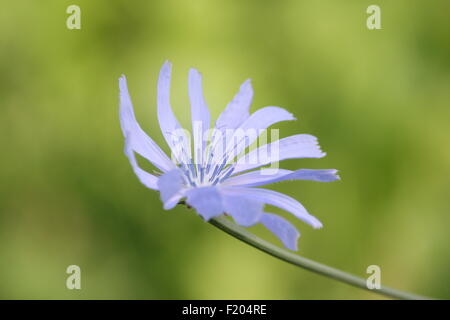Cicoria comune, Cichorium intybus, è un po' in woody, pianta erbacea perenne fornita di solito con blu brillante di fiori. Foto Stock