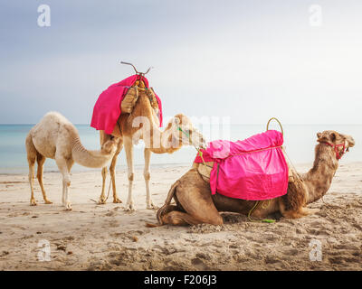 Famiglia di cammello con il bianco baby dromedario sulla spiaggia in Tunisia Foto Stock