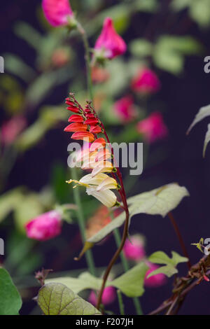 Ipomoea lobata. Bandiera spagnola. Ipomoea versicolor. Petardo vine fioritura Foto Stock