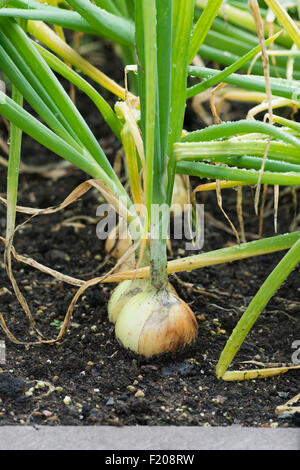 Allium cepa. Cipolle 'Mammoth' in un letto rialzato Foto Stock