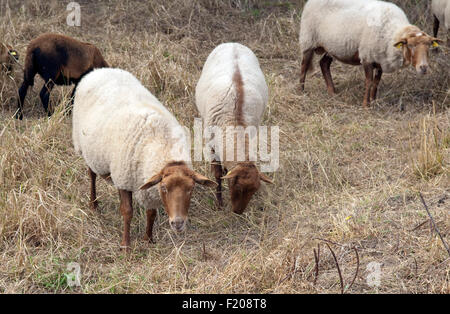 Coburger, Fuchsschaf, Arche-Hof, Bedrohte, gefaehrdet, Foto Stock