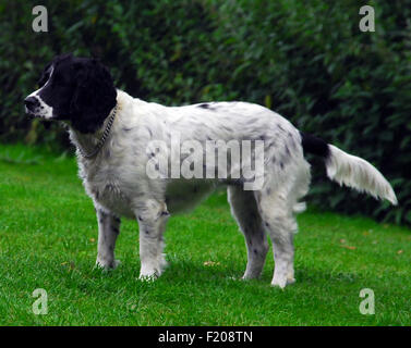 Sprocker spaniel cane Foto Stock