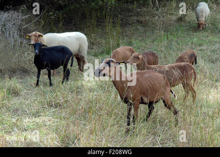 Coburger, Fuchsschaf, Kamerunschaf, Arche-Hof, Bedrohte, gefaehrdet, Foto Stock