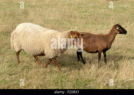 Coburger, Fuchsschaf, Arche-Hof, Bedrohte, gefaehrdet, Foto Stock