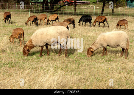 Coburger, Fuchsschaf, Arche-Hof, Bedrohte, gefaehrdet, Foto Stock