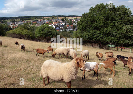 Coburger, Fuchsschaf, Arche-Hof, Bedrohte, gefaehrdet, Foto Stock