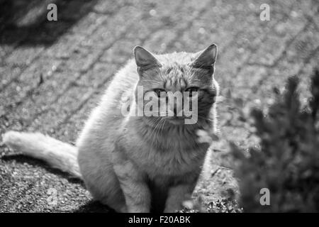 Adorable cat fissando la telecamera in bianco e nero Foto Stock