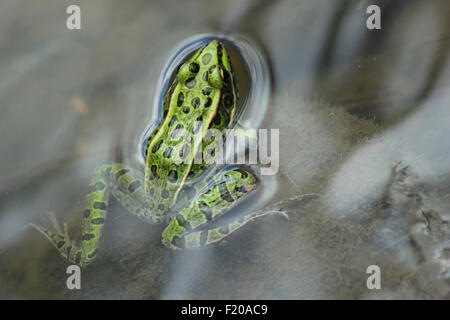 Una rana in una palude in Morden, Manitoba, Canada Foto Stock