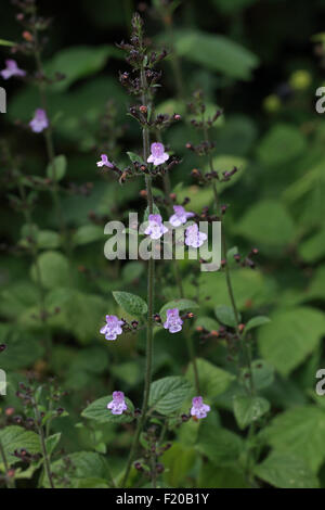 Legno nepitella (Clinopodium menthifolium) Foto Stock