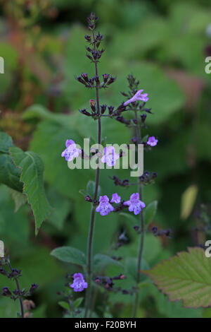 Legno nepitella (Clinopodium menthifolium) Foto Stock