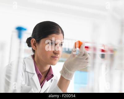 Biologo femmina in laboratorio, tenendo un pallone contenente cellule staminali Foto Stock
