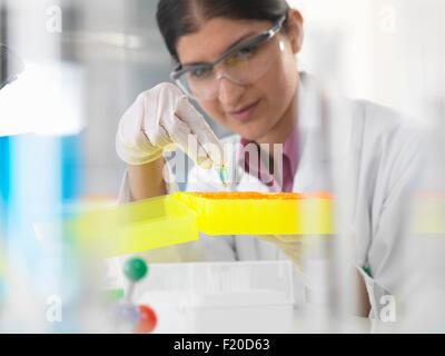 Donna scienziato guardando il campione chimico in laboratorio Foto Stock