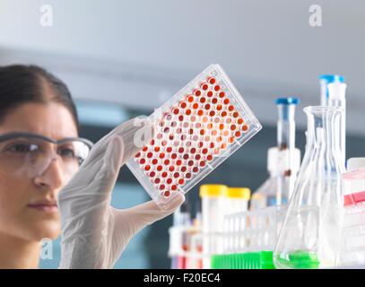 Donna scienziato verifica piastra micro i campioni di sangue in laboratorio Foto Stock