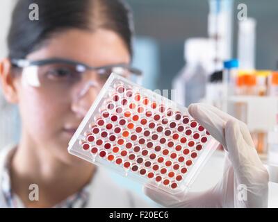 Close up della donna scienziato esaminando micro piastra campioni di sangue in laboratorio Foto Stock