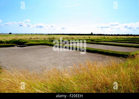 Ostriche, Cite de l'Huitre, marennes, Poitou-Charentes, Francia Foto Stock