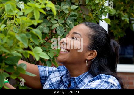 Donna matura la potatura rosaio nel giardino Foto Stock