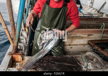 Fisherman detiene Pesci sciabola (Lepidopus caudatus) catturati con fondo a lungo la linea. Sao Miguel, l'arcipelago delle Azzorre. Foto Stock