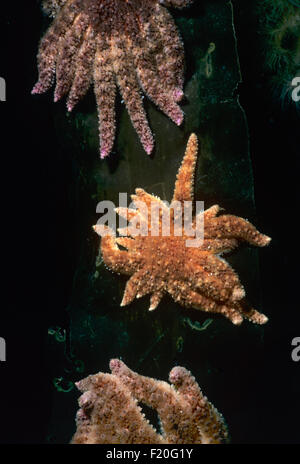 Stella di girasole (Pycnopodia helianthoides) alimentazione su bull kelp. Isola di Vancouver, British Columbia, Canada. Foto Stock