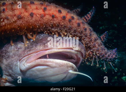 Stella di girasole (Pycnopodia helianthoides) pacifico di scavenging del merluzzo bianco (Gadus macrocephalus). Isola di Vancouver, British Columbia, può Foto Stock