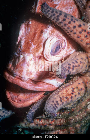 Stella di girasole (Pycnopodia helianthoides) Yelloweye scavenging del pesce (Sebastes ruberrimus). Isola di Vancouver, British Columb Foto Stock