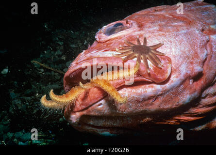 Stella di girasole (Pycnopodia helianthoides) e la mattina Sunstar (Solaster dawsoni) Yelloweye scavenging del pesce Foto Stock