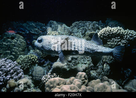 Porcupinefish nuoto di notte (Diodon hystrix) - Mare Rosso. Foto Stock