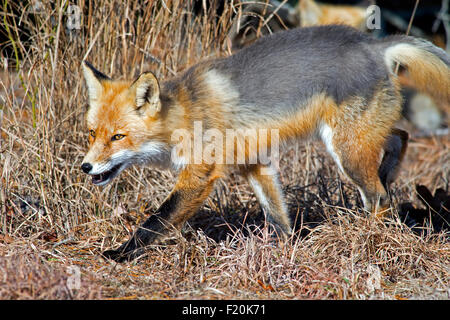 Red Fox passeggiate attraverso i boschi Foto Stock