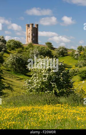 Torre di Broadway in mezzo a fioritura primaverile cespugli di biancospino e renoncules, Broadway, Cotswolds, Worcestershire, England, Regno Unito, Europa Foto Stock