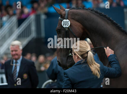 Blair Atholl, Scotland, Regno Unito. Il 9 settembre, 2015. Kitty Re [GBR] con Persimmon alla prima ispezione. Il FEI European Eventing Championships 2015 Blair Castle Credit: stephen Bartolomeo/Alamy Live News Foto Stock