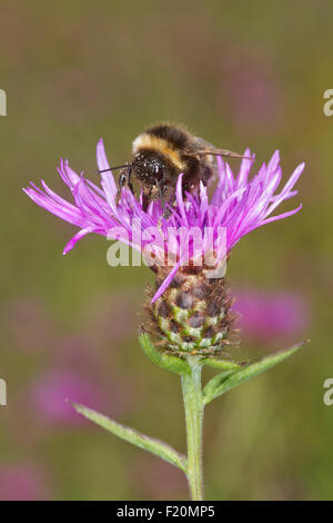 Buff-tailed Bumblebee (Bombus terrestris) alimentazione su Creeping Thistle (Cirsium arvense) Foto Stock